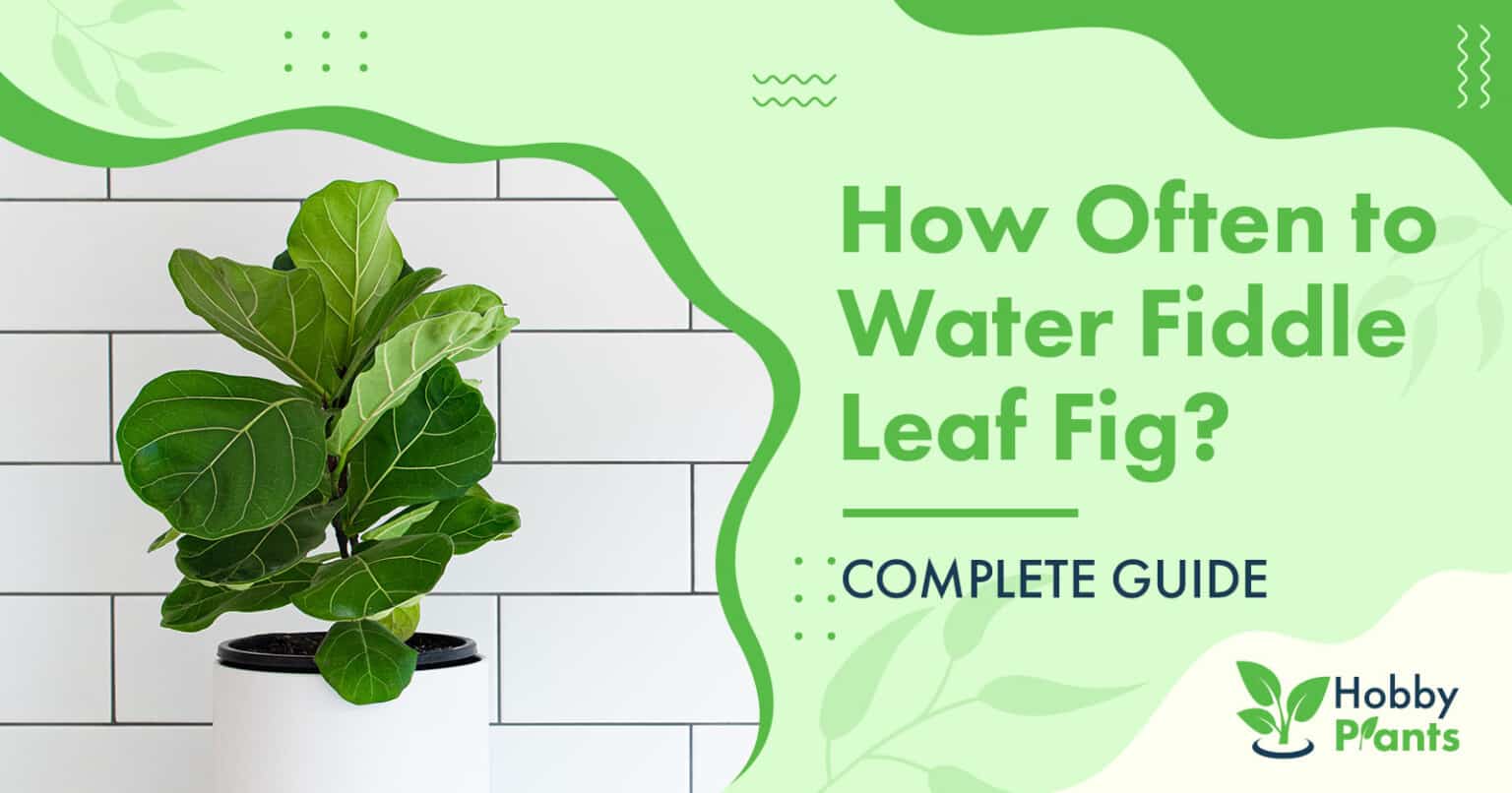 How Often to Water Fiddle Leaf Fig? GUIDE]