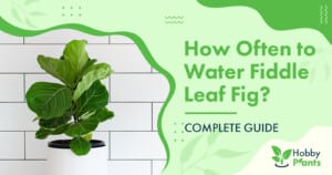 How Often to Water Fiddle Leaf Fig? [COMPLETE GUIDE]