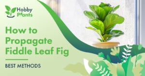 How to Propagate Fiddle Leaf Fig [BEST METHODS]