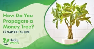 How Do You Propagate a Money Tree? [COMPLETE GUIDE]
