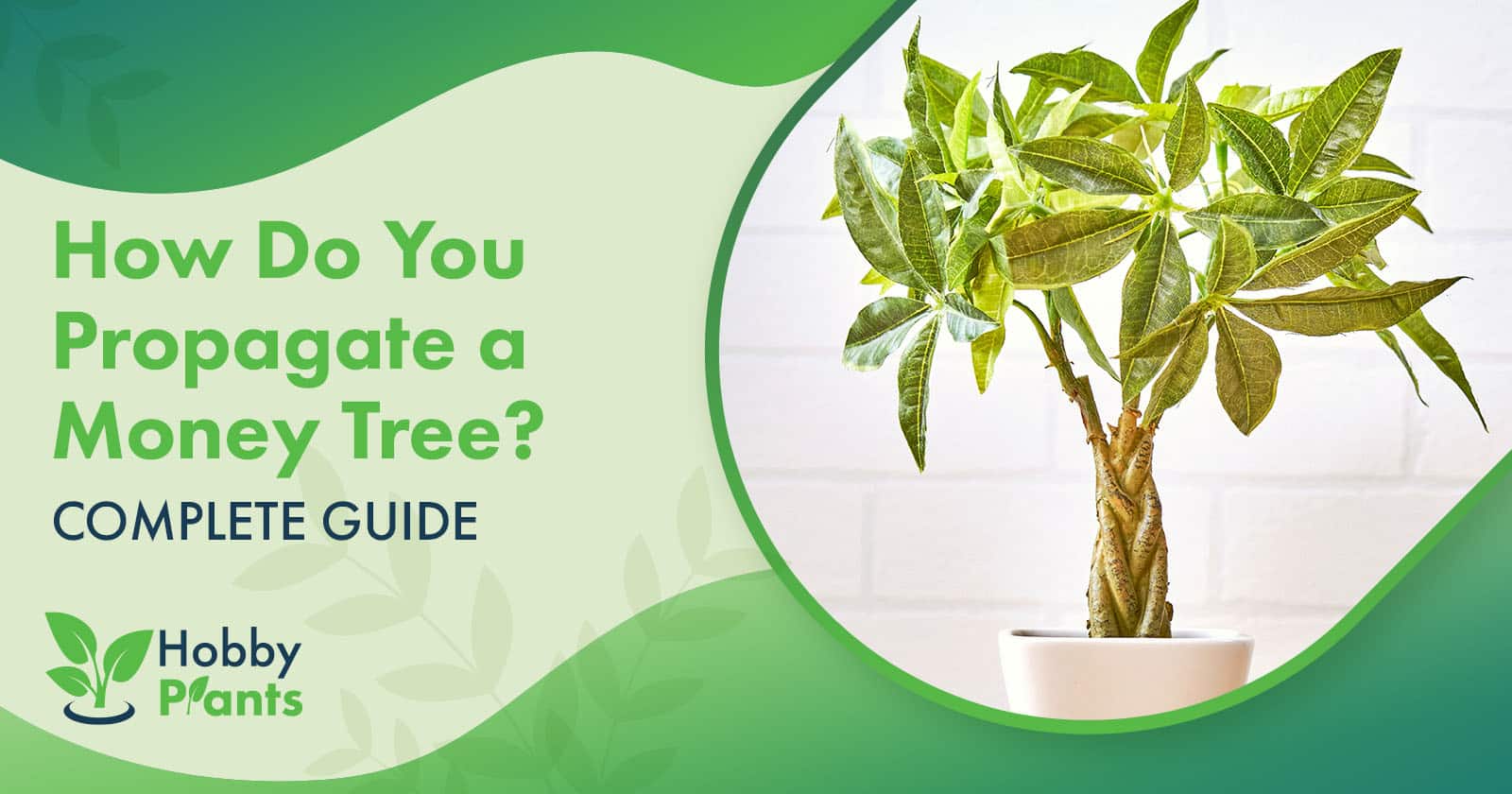 how to take clippings from a money tree