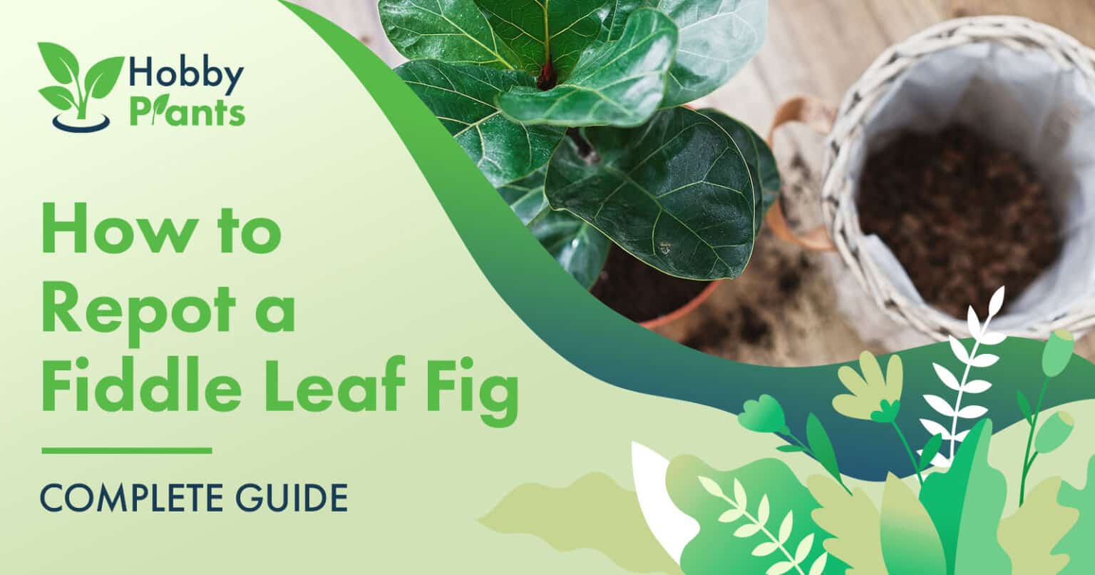 How Often to Water Fiddle Leaf Fig? GUIDE]