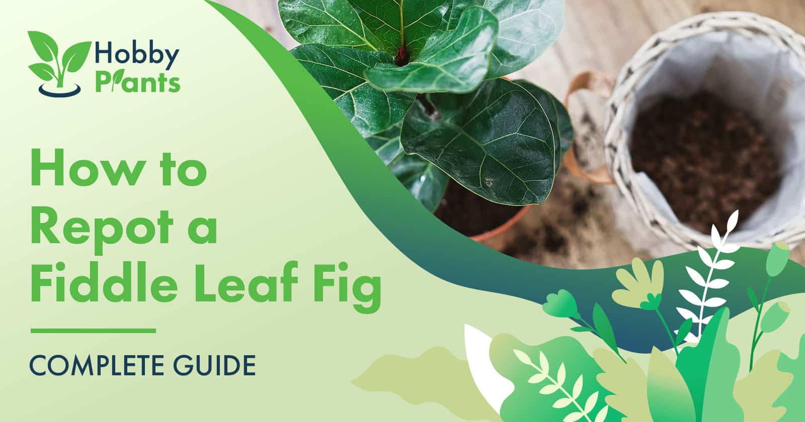 how to repot a fiddle leaf fig