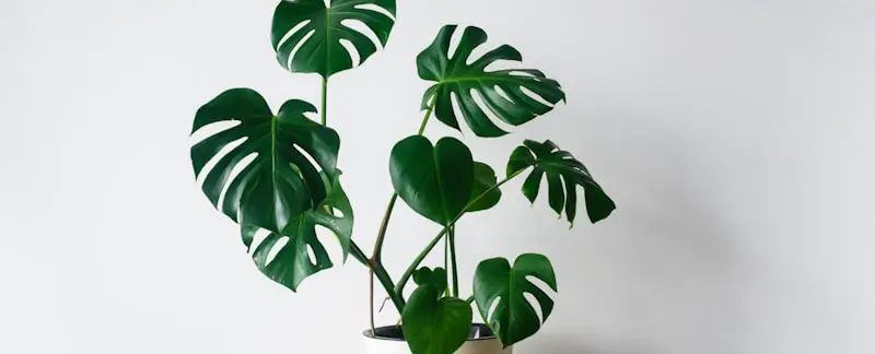 monstera white base