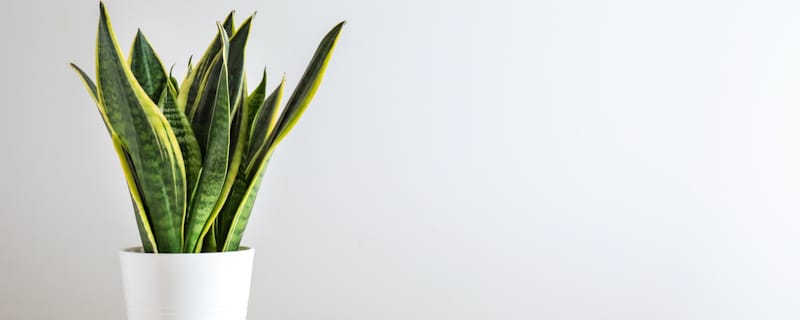 snake plant