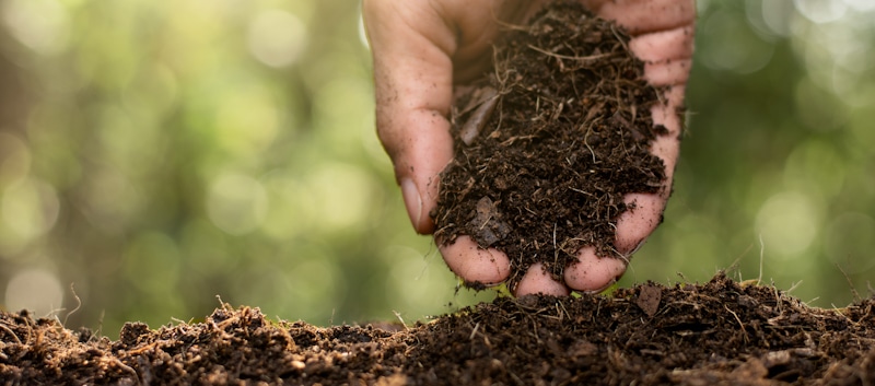 soil for plants