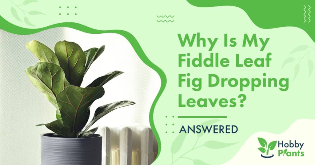 why is my fiddle leaf fig dropping leaves