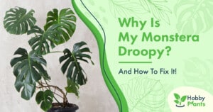 Why Is My Monstera Droopy? And How To Fix It!