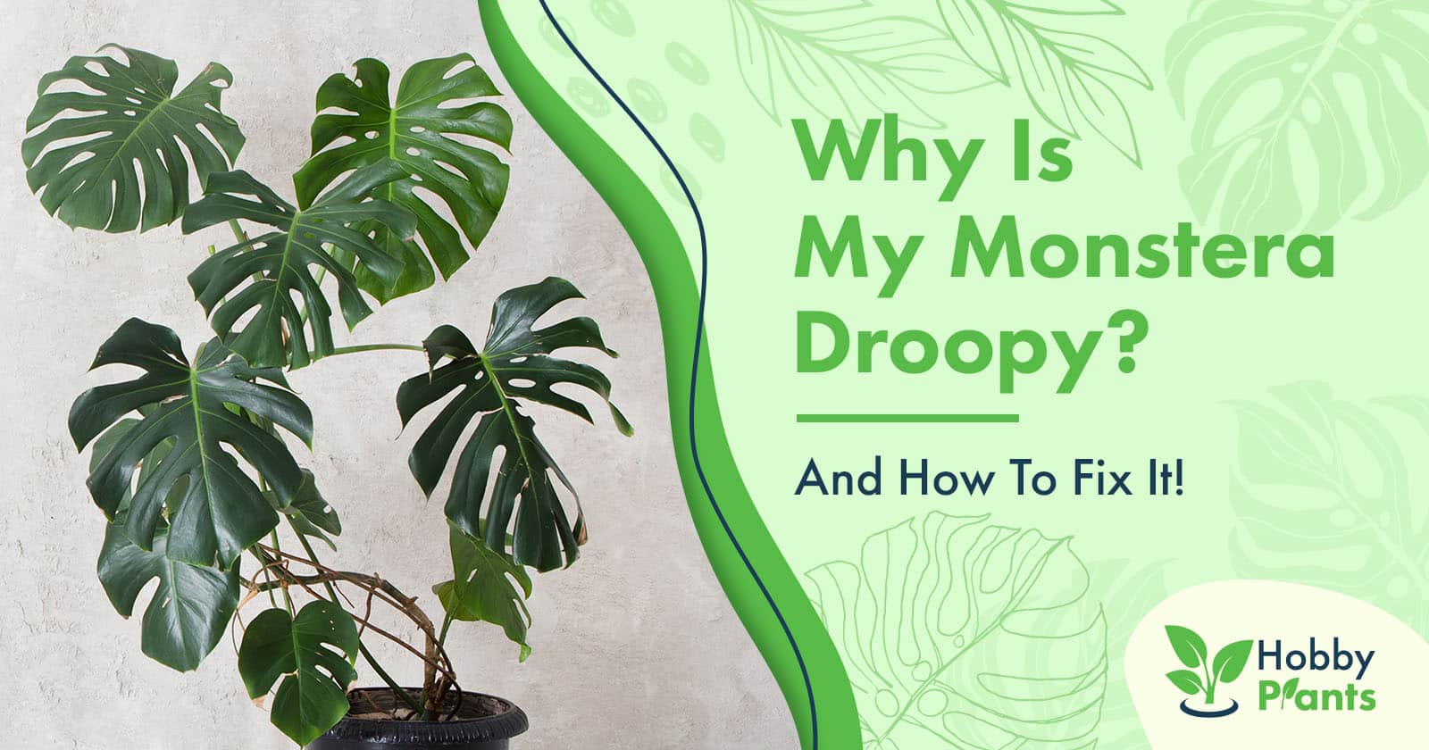 why is my monstera droopy
