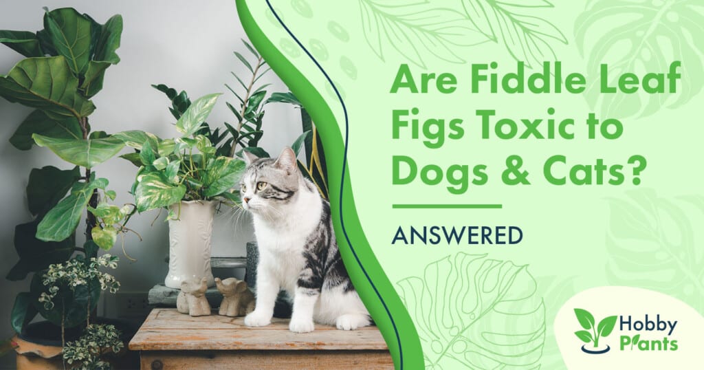 are fiddle leaf figs toxic to dogs