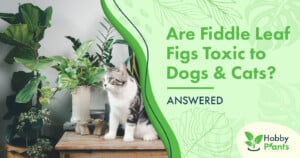 Are Fiddle Leaf Figs Toxic to Dogs & Cats? [ANSWERED]