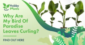 Why Are My Bird of Paradise Leaves Curling? [FIND OUT HERE]