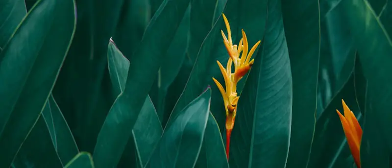 bird paradise plant