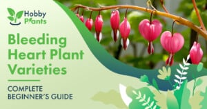 Bleeding Heart Plant Varieties [COMPLETE BEGINNER'S GUIDE]