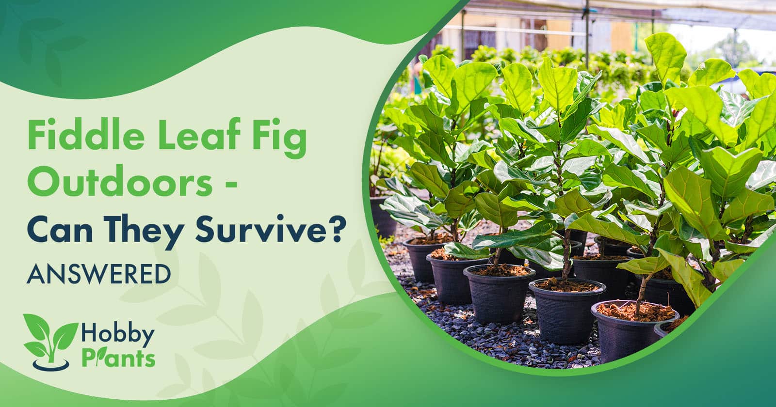 fiddle leaf fig outdoors