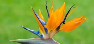 Why Are My Bird of Paradise Leaves Curling? [FIND OUT HERE]