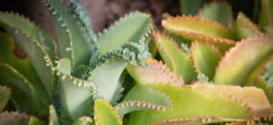 Mother Of Thousands Plant [Complete Plant Care Guide]