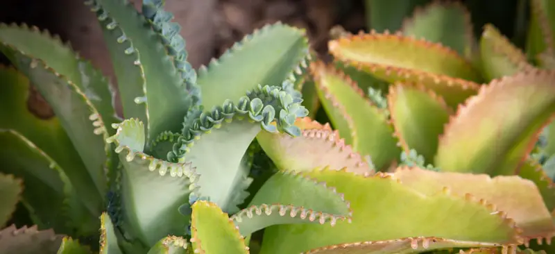 growing mother thousands plant