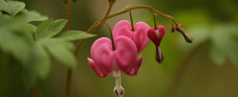 heart plant