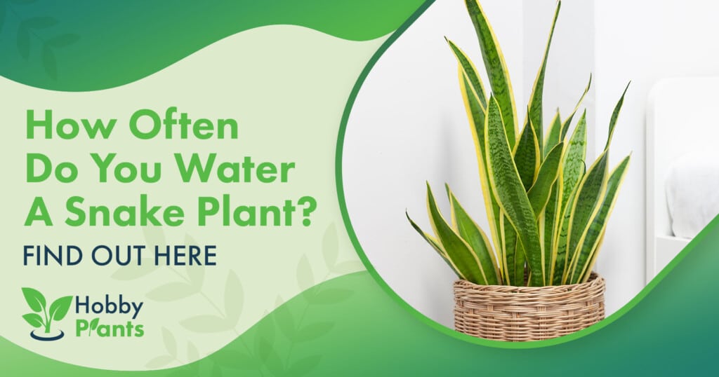 how often do you water a snake plant