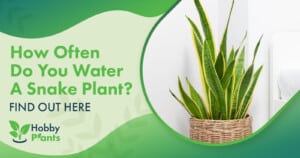 How Often Do You Water A Snake Plant? [FIND OUT HERE]