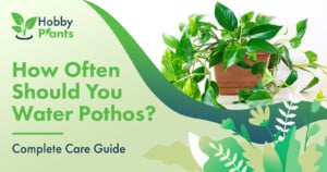 How Often Should You Water Pothos? [Complete Care Guide]