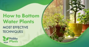 How To Bottom Water Plants [MOST EFFECTIVE TECHNIQUES]
