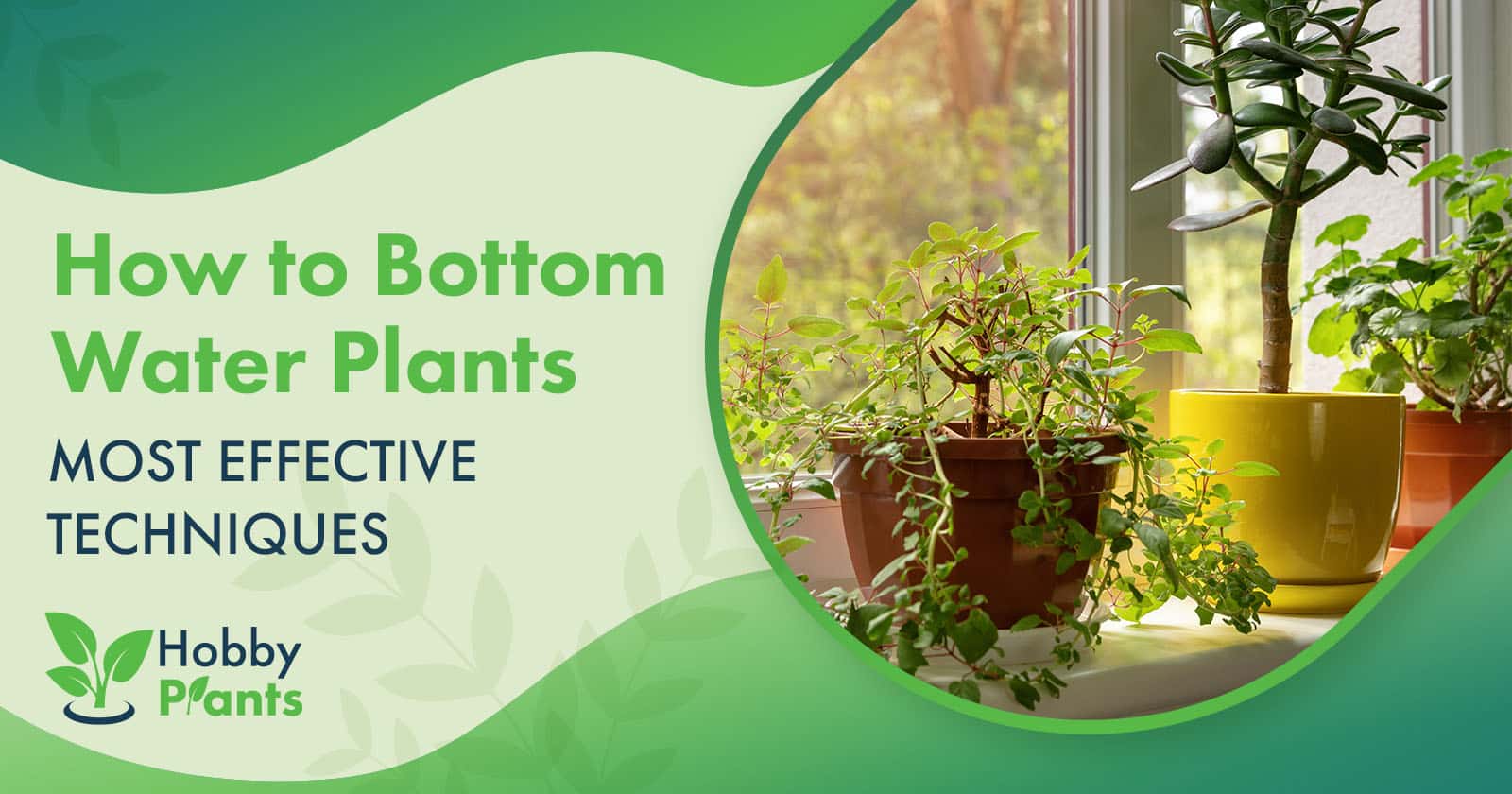 how to bottom water plants