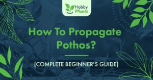 How To Propagate Pothos? [COMPLETE BEGINNER'S GUIDE]