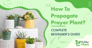 How To Propagate Prayer Plant? [COMPLETE BEGINNER'S GUIDE]