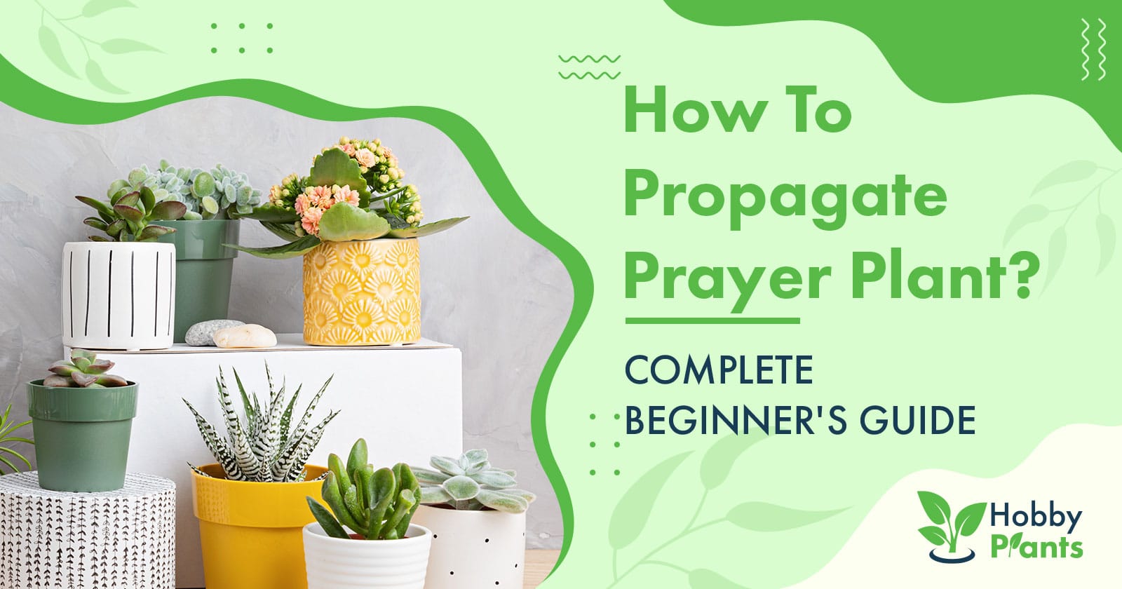 how to propagate prayer plant