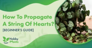 How To Propagate A String Of Hearts? [BEGINNER'S GUIDE]