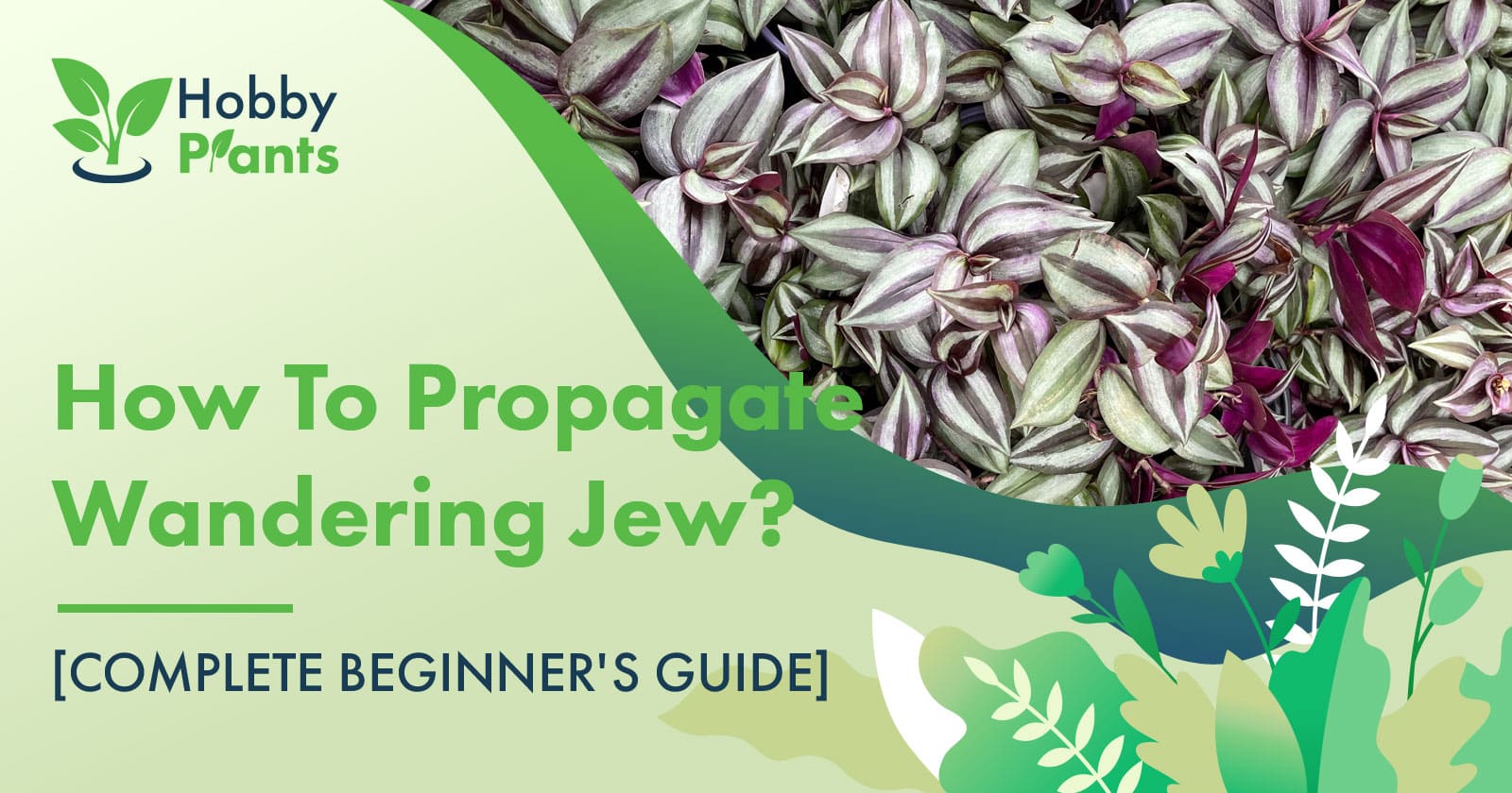 how to propagate wandering jew