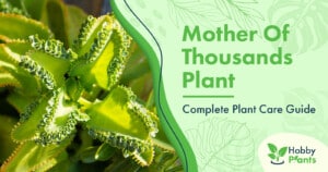Mother Of Thousands Plant [Complete Plant Care Guide]