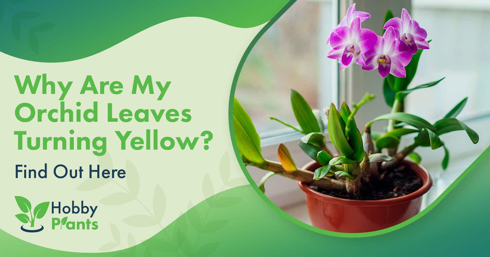orchid leaves turning yellow
