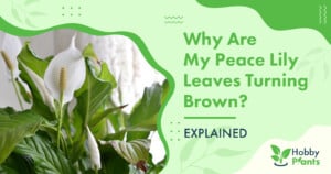 Why Are My Peace Lily Leaves Turning Brown? [EXPLAINED]