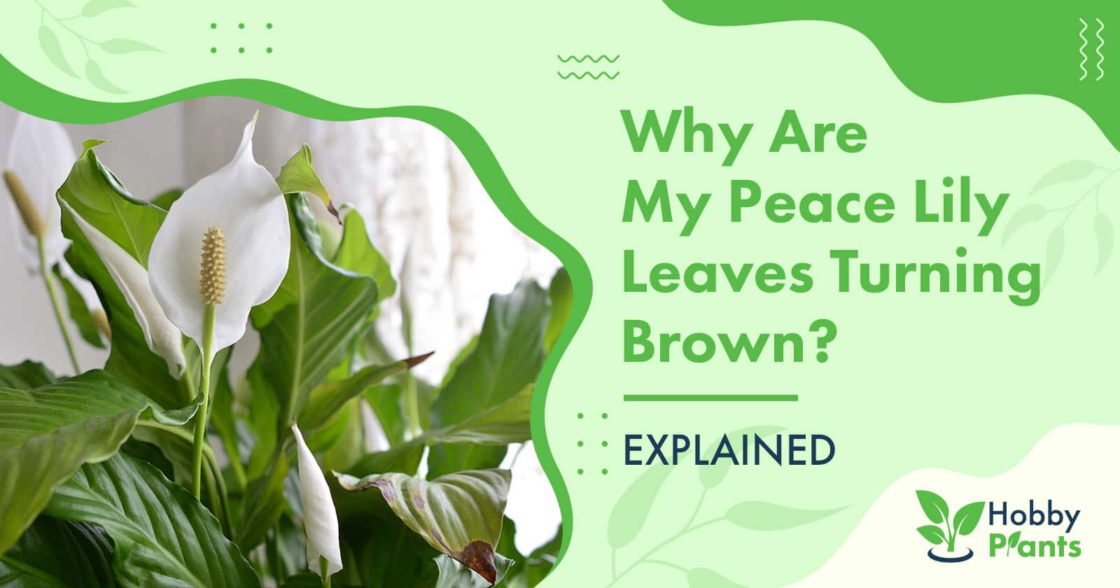 peace lily leaves turning brown