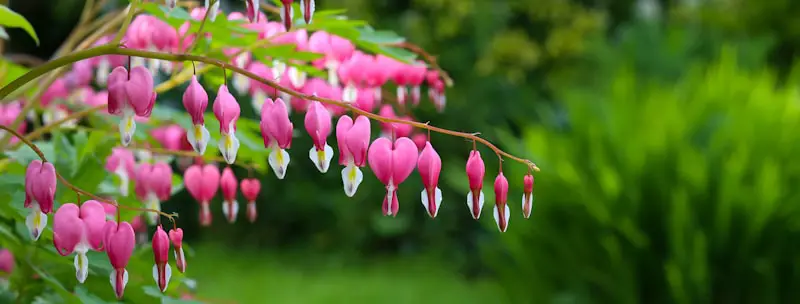 pink plant