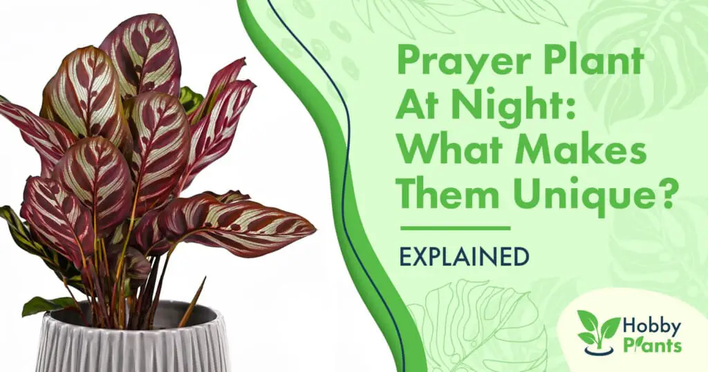 The Types of Prayer Plants [Varieties Explained]