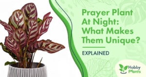 Prayer Plant At Night: What Makes Them Unique? [EXPLAINED]