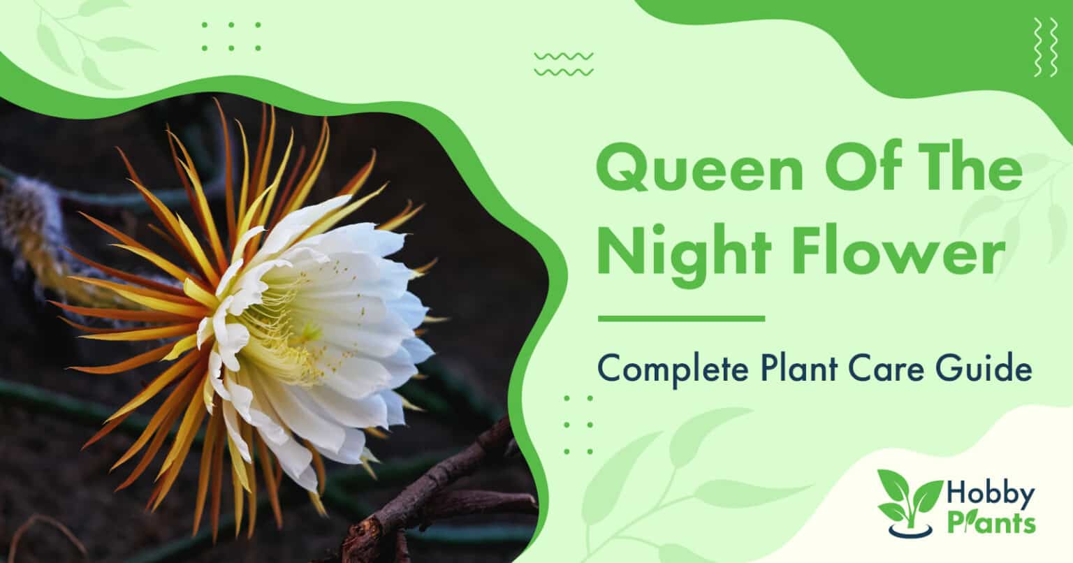 Queen Of The Night Flower Plant Care Guide]