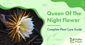 Queen Of The Night Flower [Complete Plant Care Guide]