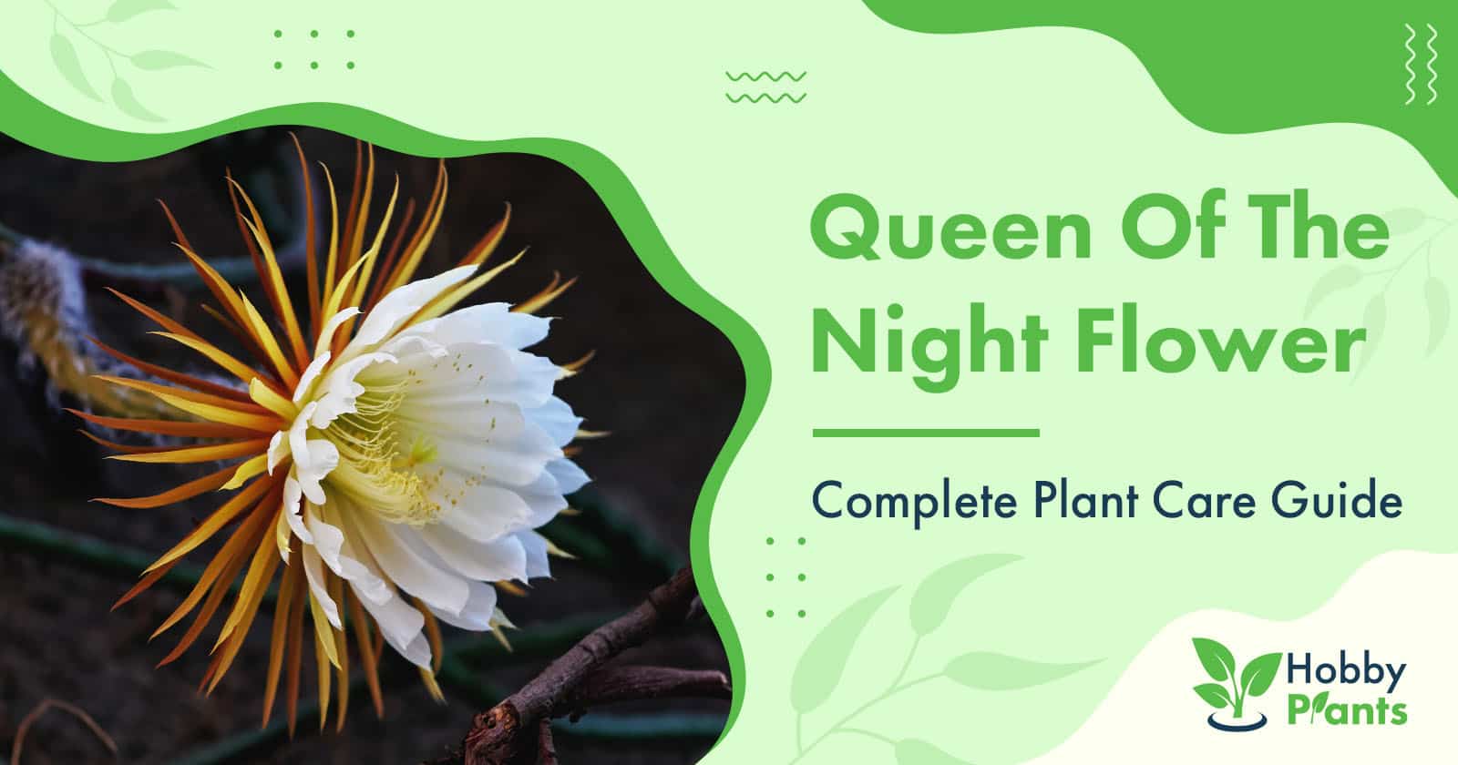 queen of the night flower