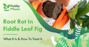 Root Rot In Fiddle Leaf Fig - What It Is & How To Treat It