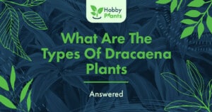 What Are The Types Of Dracaena Plants [Answered]