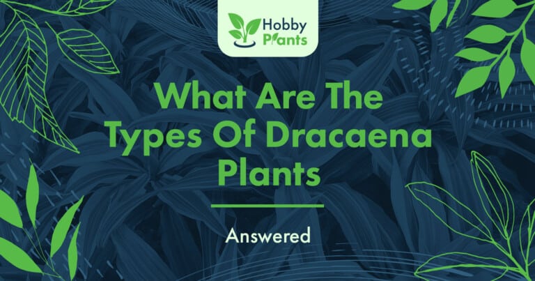 types of dracaena plants