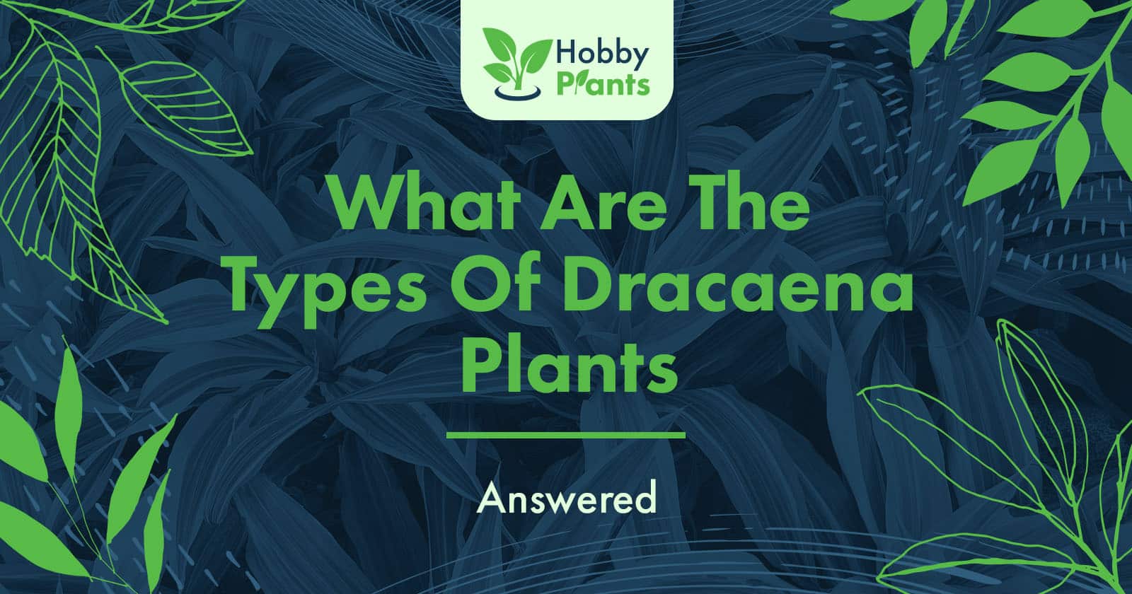 types of dracaena plants