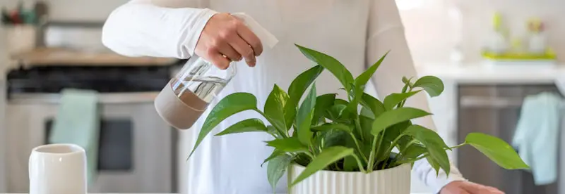 water pothos