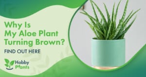 Why Is My Aloe Plant Turning Brown? [FIND OUT HERE]
