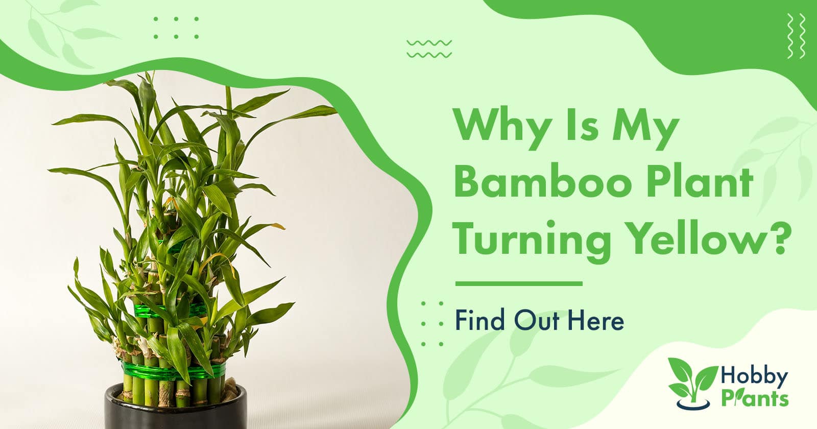 why is my bamboo turning yellow